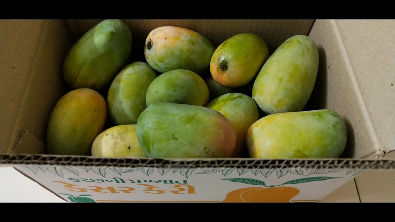Kesar Keri Kesar Mango Kutch Kesar Mango From A Mango Orchard