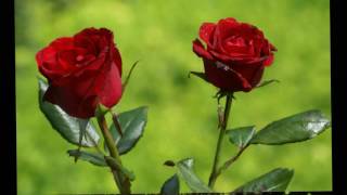 Umut Yaka - Cennetim Olurmusun.