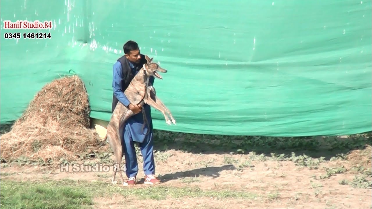 Greyhound Coursing Race Round 4 Phalia Club 23 Jan 2025