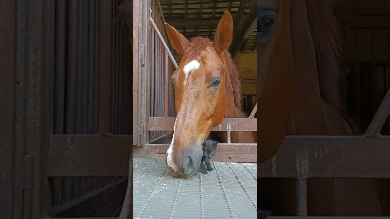 I Can Has Cheezburger Funny Animals Online Cheezburger