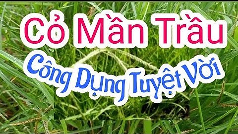 Cỏ Mần Trầu chữa bệnh gì? || @thiennhiencanh5295
