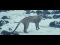 The Hunter [2011] - Thylacine Screen Time