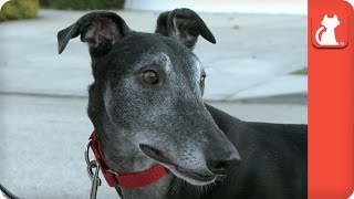 Magilla the High Prey Greyhound - Tails of Hope by The Pet Collective Cares 13,071 views 10 years ago 3 minutes, 54 seconds