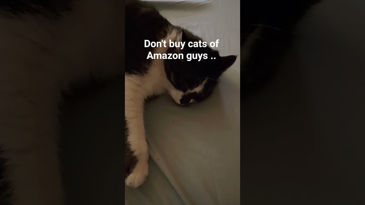 don't buy cats off Amazon🥀