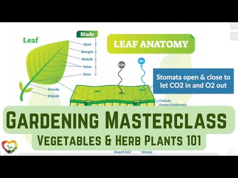 Vegetables & Herb Plants 101: Plant Biology and Lifecycle