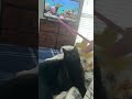 Cat in action