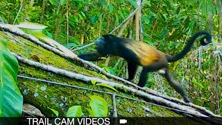 ULTRA-RARE Trail Cam Compilation! Pumas, Ocelots & Tayras in a Costa Rican Forest
