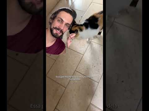 Vídeo: Meu gato vai esmagar seus gatinhos?