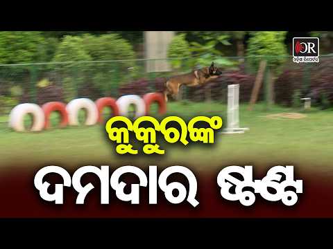 କୁକୁରଙ୍କ ଦମଦାର ଷ୍ଟଣ୍ଟ | Odisha Reporter
