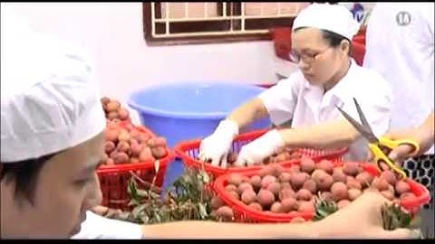 VTC14_Vải thiều có thể xuất sang Australia vào năm 2015