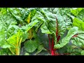 ミミズ堆肥で育てたイタリア野菜　20/5/27