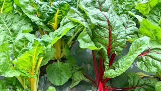 ミミズ堆肥で育てたイタリア野菜　20/5/27