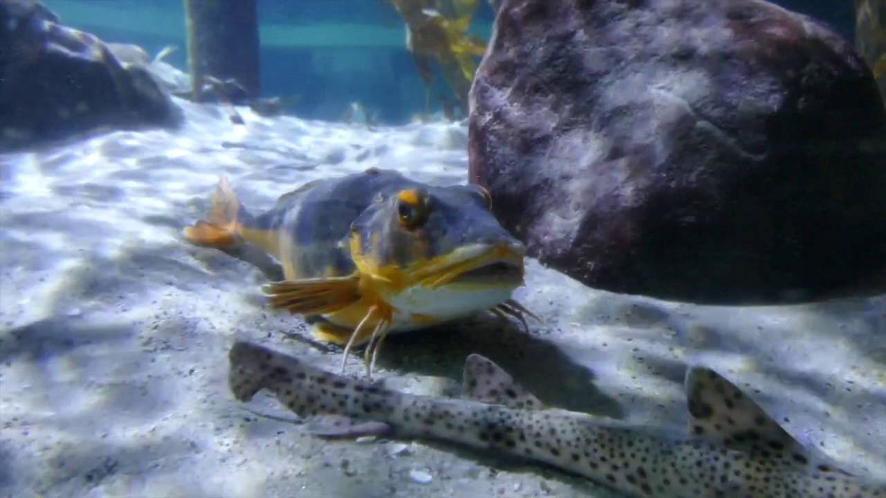 Spezial: SeaLife Speyer 2016 - YouTube