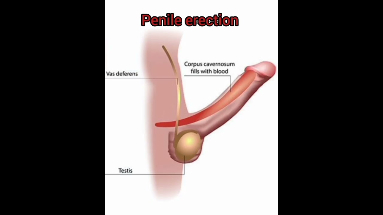 vibrating egg sex toy CalExotics Precision Penis Pump With Erection Enhancer main image 1
