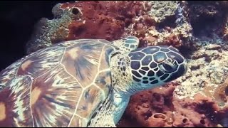The Many Hands That Make a Turtle Bag