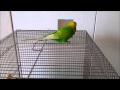 おしゃべりインコのピッピは鏡が大好き！Talking Bird Like Mirror.