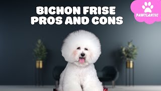 Bichon Frise The Pros and Cons of Owning One | Dog Facts