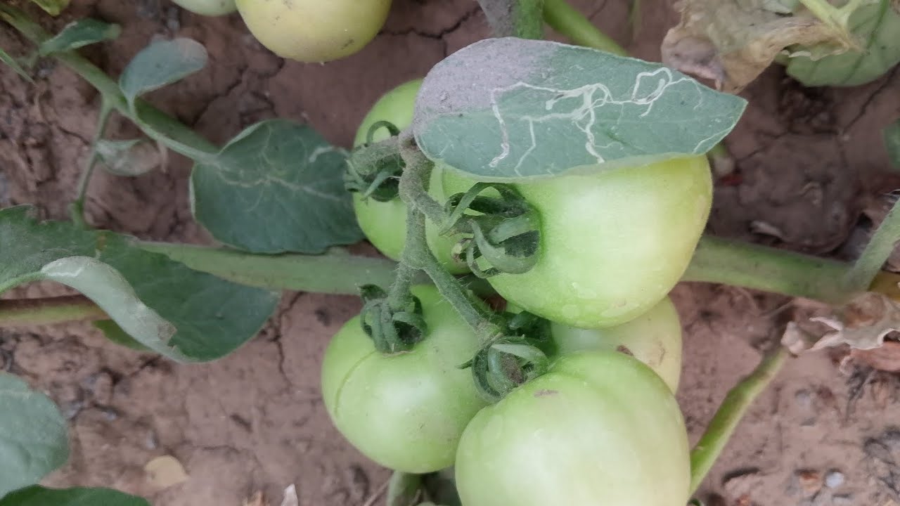 Maa garden lo tamatolu harvest#video#trendung