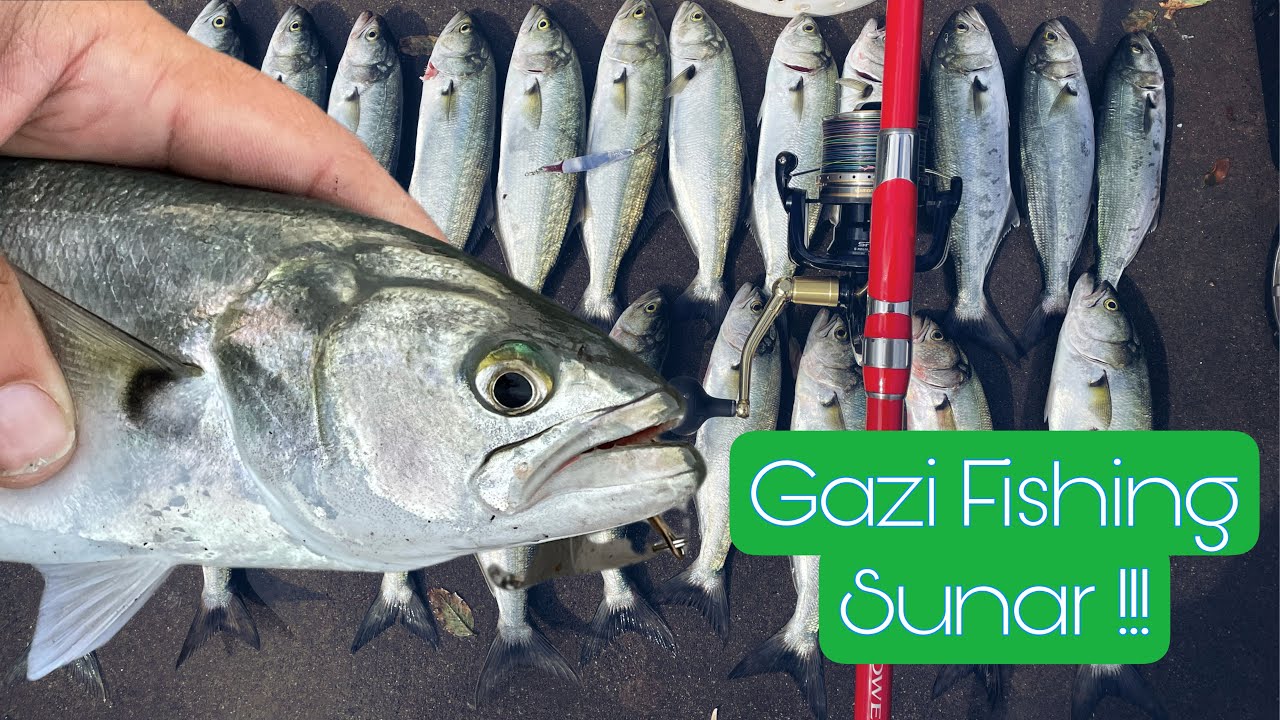 Gazi Fishing Kurşun Arkası Kaşık ( GAŞIK ) ile  LÜFER avı resitali -