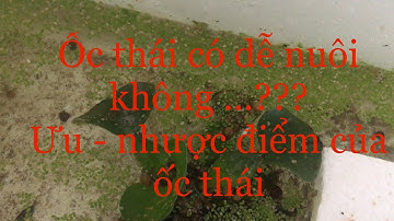 Ốc lác thái lan - cách ấp trứng trứng và nuôi ốc con từ 1-4 tuần tuổi