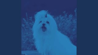 Background for Cute Pup Mode