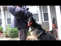 Americas Best Family Protection Dogs For Sale! Americas Best Family Protection Dogs For Sale!