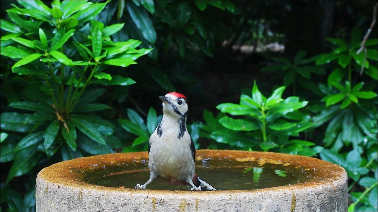 Summer British Birds Bathing
