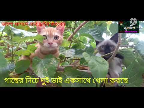 ভিডিও: বিড়ালদের সামনে লেগ আঘাত