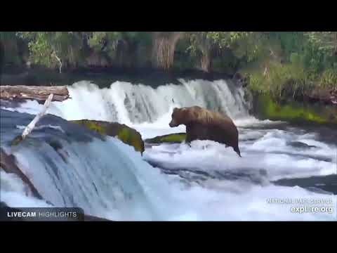 Αρκούδες vs σολωμοί = 1-0    Bears vs salmons = 1-0