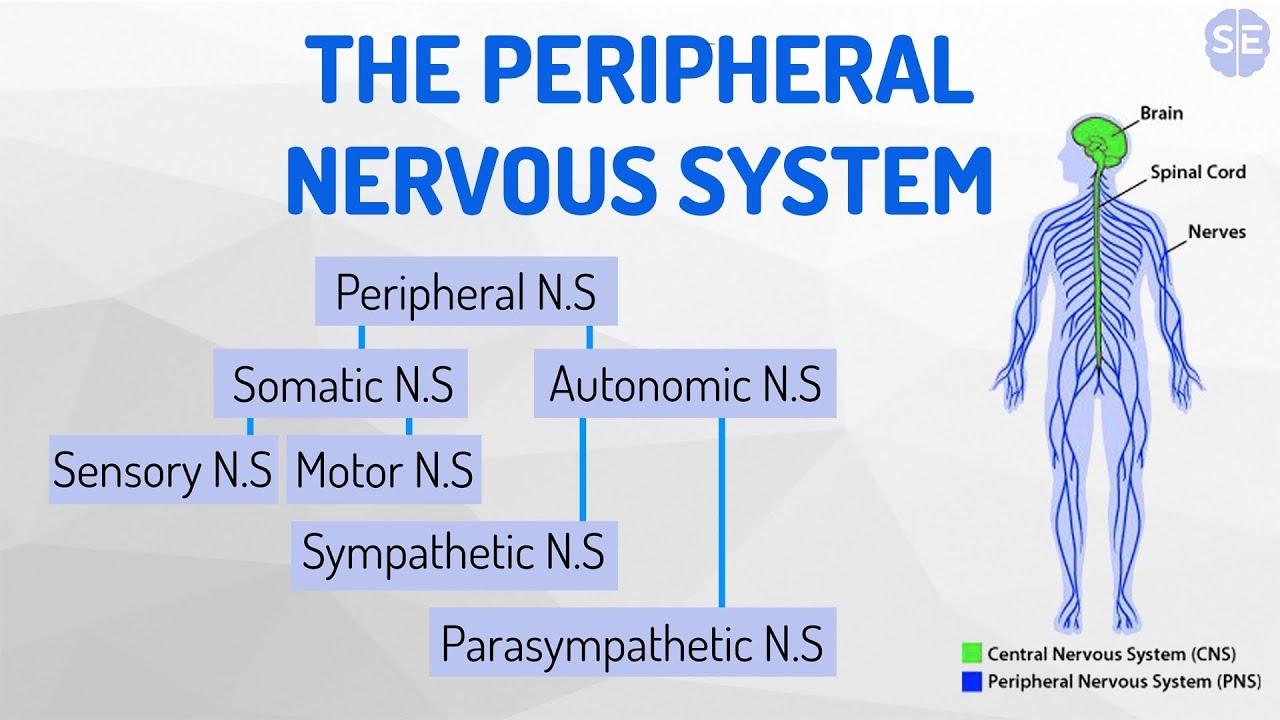 [Psychology] The Nervous System #07: The Peripheral Nervous System