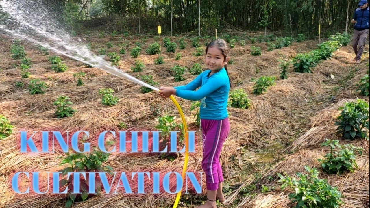 KING CHILLI CULTIVATION YouTube