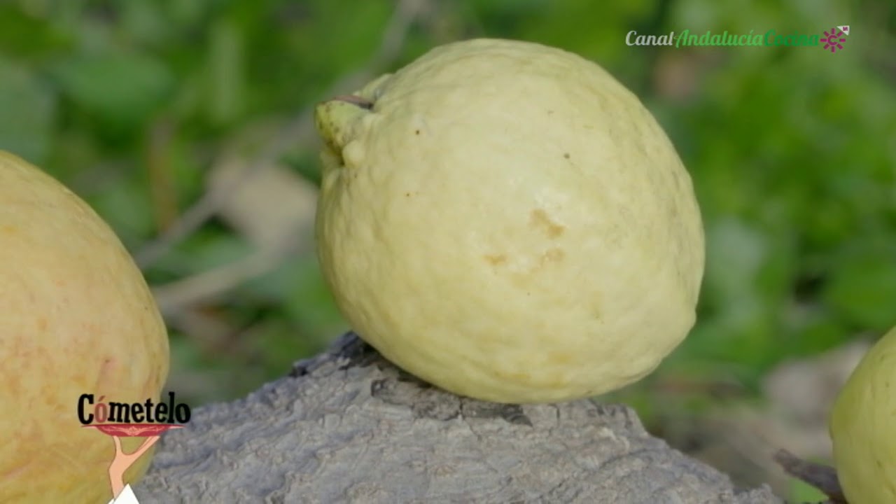 La Guayaba, cultivo ecológico. La Herradura, Granada