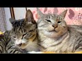 🔴嵐の夜goodnight😴🖖😻💨Cat Water ASMR