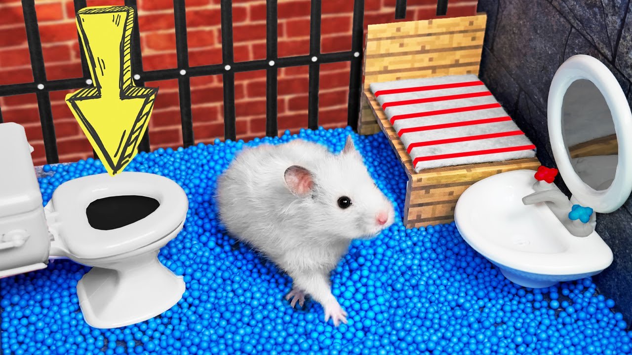 🐹 Hamster Escapes the Creative Maze in real life 🐹 Hamster Stories