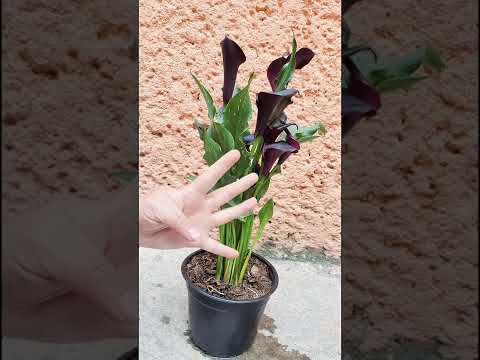 Video: ¿Por qué mis flores de lirio de cala se vuelven verdes?