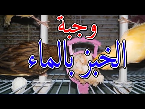 طيور الكناري تأكل الخبز منقوع بالماء Canary Eating The Bread