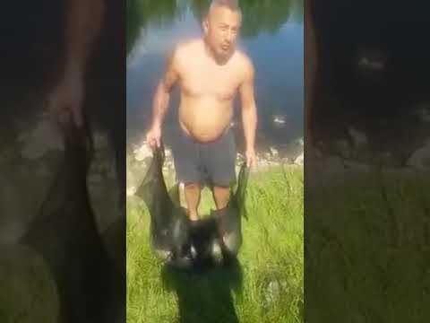 KLENOVI PO 3kg. FATI I VRATI RIBOLOV !