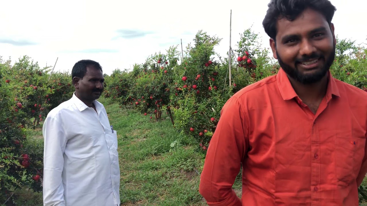 Soil charger tech. पितापुत्रांची 🤝 तेल्यामूक्त बाग☝️केले नाविण्यपूर्ण प्रयोग ‼️दुष्काळात क्वालीटी👌