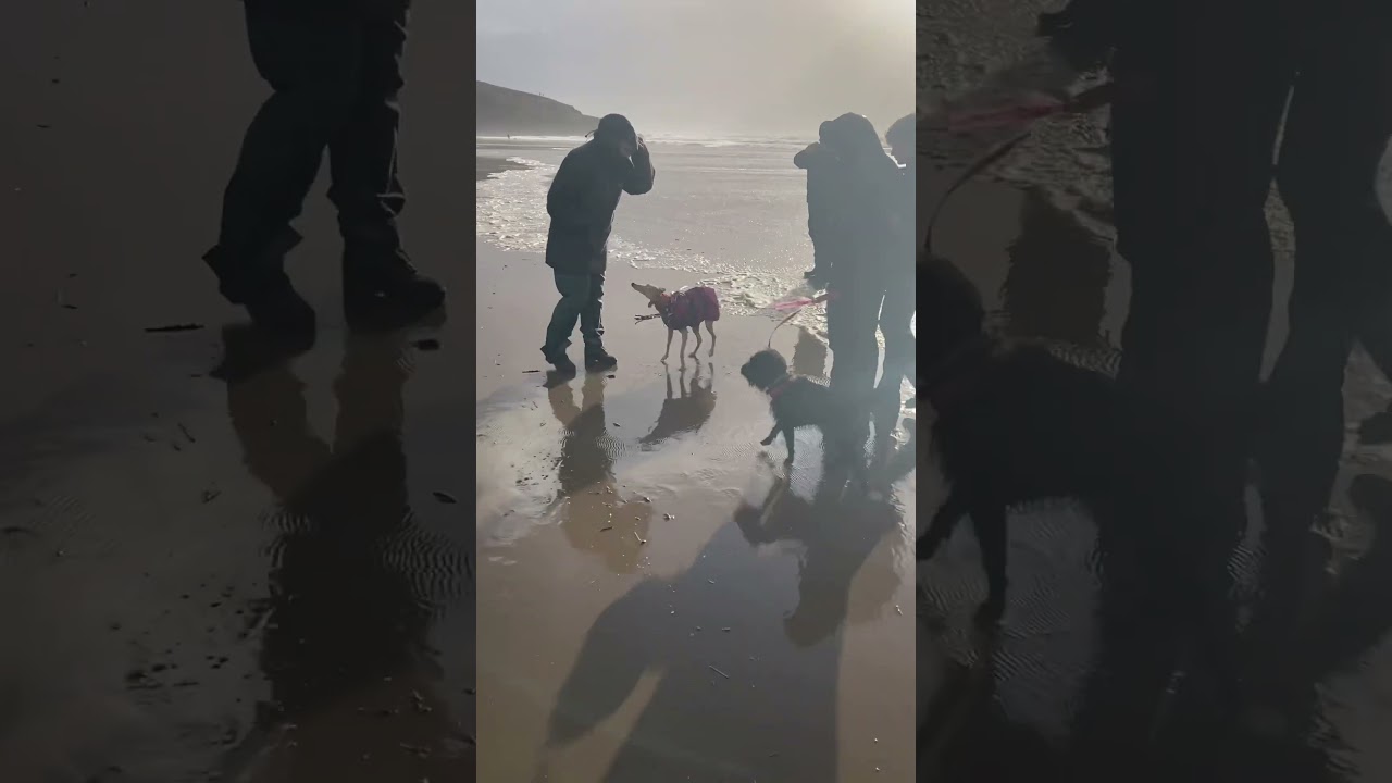 Whippets first ever beach day!! 