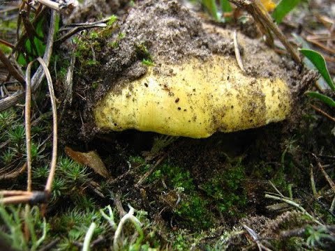 РЯДОВКА ЗЕЛЕНАЯ. ЗЕЛЕНУШКА.(Tricholoma equestre)