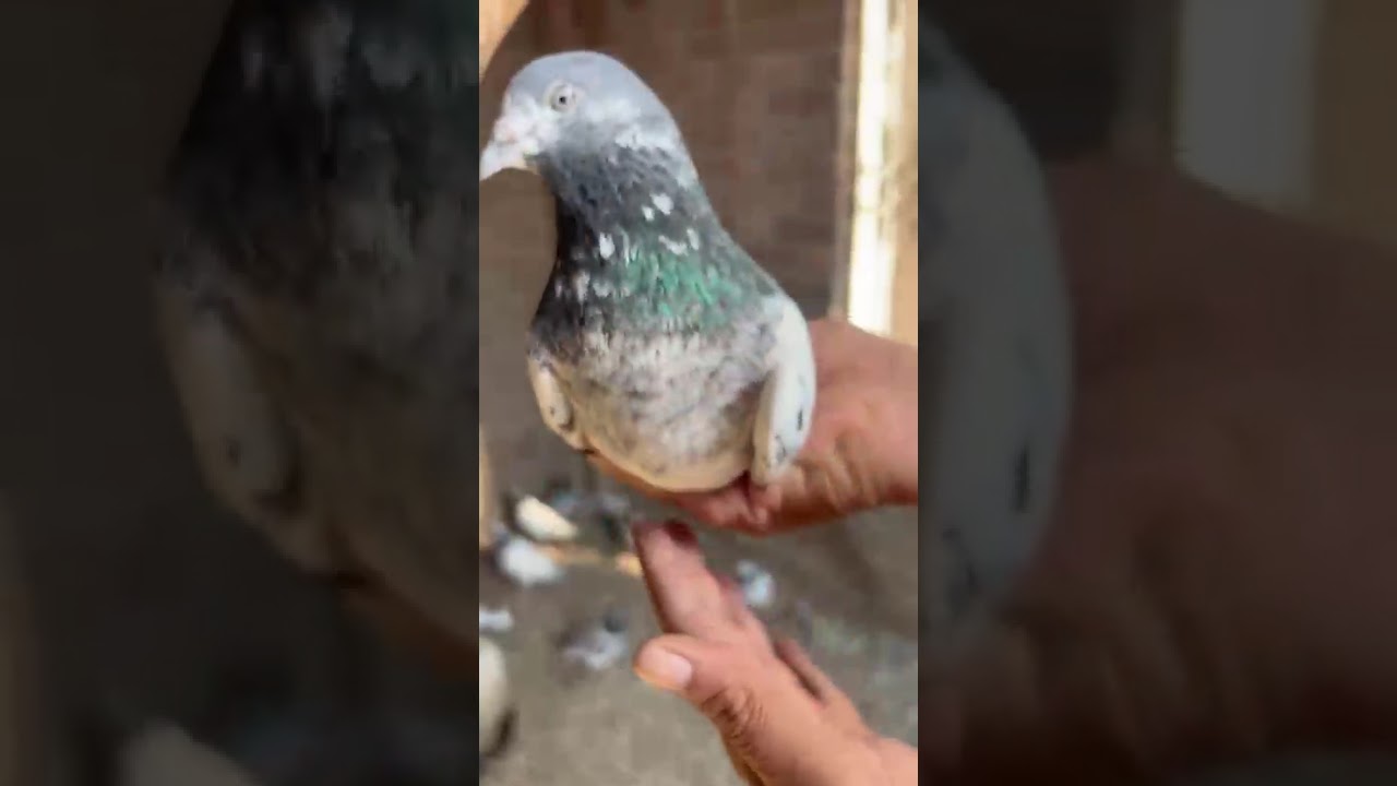 Alla quality jiry for sale Whatsapp number 03157904518 m Bilal Sialkot 