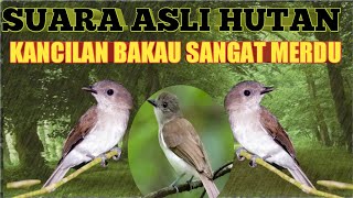 Suara kancilan bakau gacor suara alam