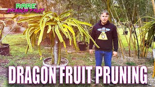 HOW TO PRUNE A GIANT DRAGON FRUIT How To Prune Your Dragon Fruit