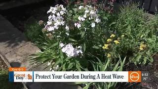How to keep your garden growing during a heat wave screenshot 4