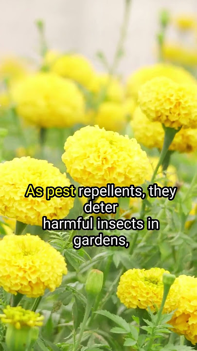 2 Benefits Of Marigold You NEED TO KNOW! 🏵💪 #marigold #marigoldflower #whenyougarden