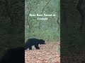 Rear Bear Found At Corbett Wildlife Mussorrie Khojianupam 