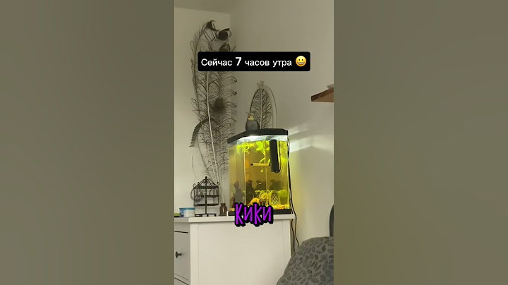 Когда у Тебя Есть Попугай 😂