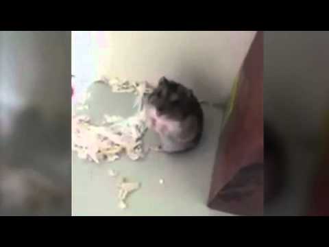 Picture of Image result for Hamster acclimation supplies