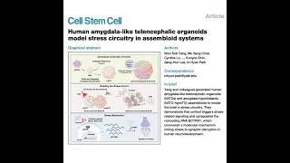 1106-Amygdala-Like Organoids for Modeling Stress Circuitry
