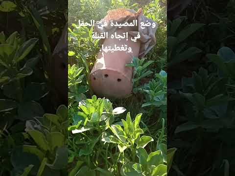 مصيدة طرود النحل البري